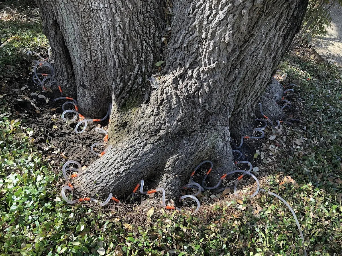 Detailed Tree Cabling and Bracing job site in Glen Richey